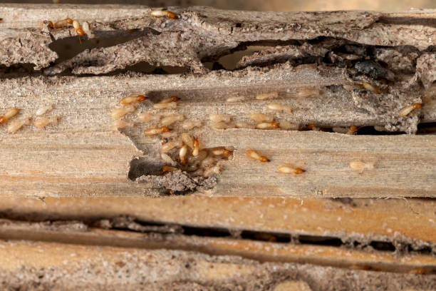 Best Emergency Pest Control  in Baltic, CT